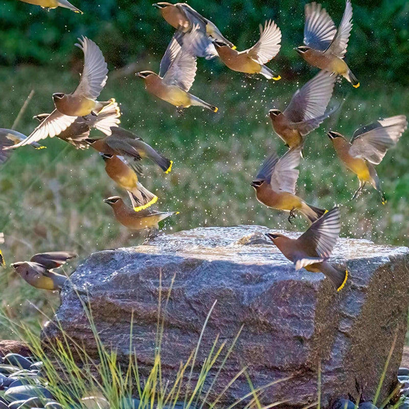 Medium Bird Bath GFRC Boulder Fountain - Complete Kit - Blue Thumb